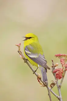 Vermivora: Blue-winged Warbler