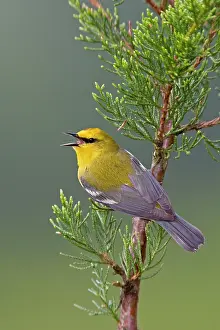 Vermivora: Blue-winged Warbler