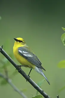 Vermivora: Blue-winged Warbler