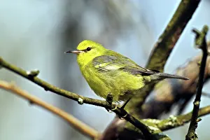 Vermivora: Blue-winged Warbler