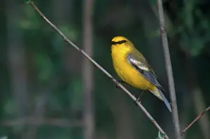 Parulidae: Blue-winged Warbler