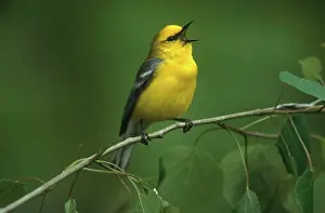 Squawking: Blue-winged Warbler