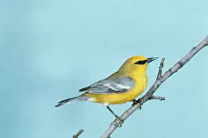 John Dunning: Blue-winged WARBLER - on branch