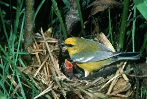Parulidae: Blue-winged Warbler at Nest
