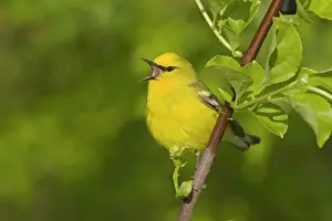 Vermivora: Blue-winged Warbler - Singing