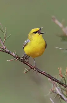 Vermivora: Blue-winged Warbler - singing in territory