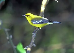Indiana: Blue-winged Warbler (Vermivora pinus)