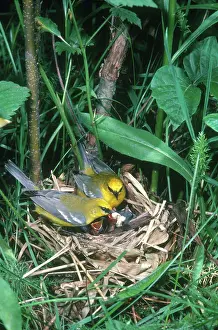 Parulidae: Blue-winged Warblers with Chicks