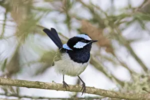 Cyaneus: Blue Wren