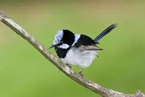 Cyaneus: Blue Wren