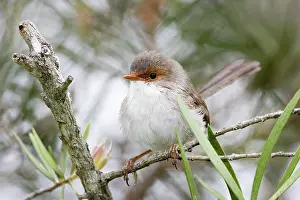 Cyaneus: Blue Wren