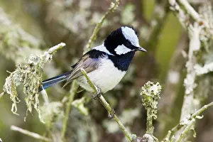 Cyaneus: Blue Wren