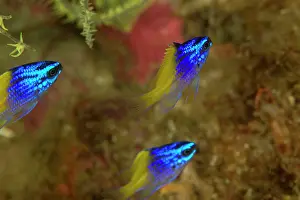Lea Lee: Blue Yellow Chromis Juvenile