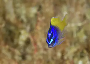 Lea Lee: Blue Yellow Chromis Juvenile
