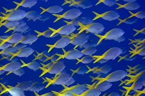 Fusiliers: Blue and Yellow Fusiliers - School - Mangrove