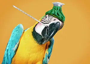 Unwell: Blue & Yellow Macaw