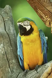 Ararauna: Blue and Yellow Macaw