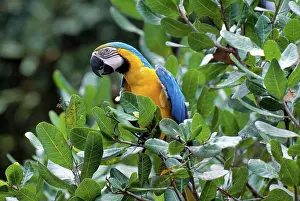 Ararauna: Blue and Yellow Macaw