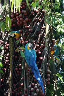 Ararauna: Blue and Yellow Macaw