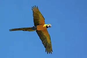 Psittacidae: BLUE AND YELLOW MACAW
