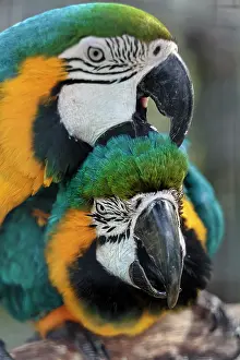 Ararauna: Two blue and yellow macaw (Ara ararauna), captive