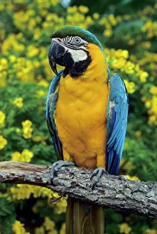 Ararauna: Blue and Yellow Macaw, (Ara ararauna), captive