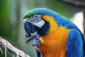 Ararauna: Blue and yellow macaw (Ara ararauna) Pantanal Brazil