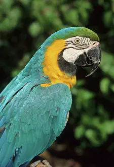 Kevin: Blue and Yellow Macaw, (Ara aurarana), portrait