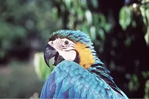 Andrea Florence: Blue & Yellow Macaw / Blue and Gold macaw