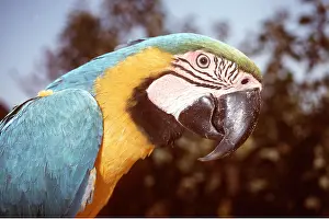 Macaw: Blue & Yellow MACAW / Blue and Gold macaw