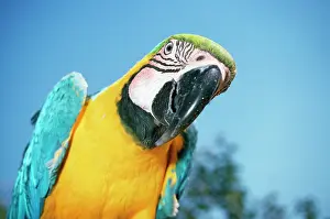 Ararauna: Blue & Yellow MACAW / Blue and Gold macaw - close-up