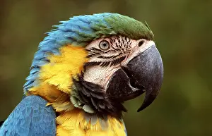 Macaw: Blue & Yellow MACAW / Blue and Gold macaw - close-up