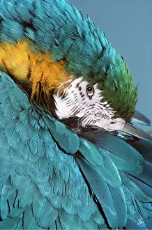 Mary Clay: Blue & Yellow MACAW / Blue and Gold macaw- close-up of head
