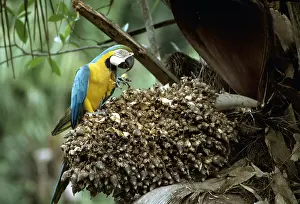Macaw: Blue & Yellow Macaw / Blue and Gold macaw - Eating