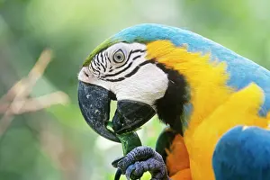 Ararauna: Blue & Yellow Macaw / Blue and Gold macaw - eating a pod