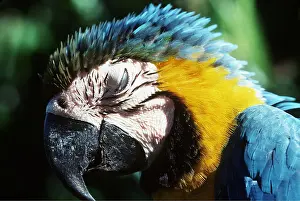 Andrea Florence: Blue & Yellow MACAW / Blue and Gold macaws - showing