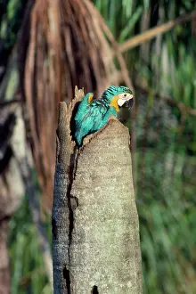 Ararauna: Blue & Yellow Macaw - chick at nest