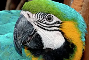 Ararauna: Blue and Yellow Macaw - forested areas of South