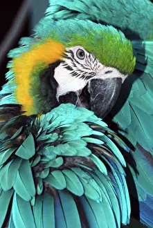 Ararauna: Blue and Yellow Macaw - preening - forested areas