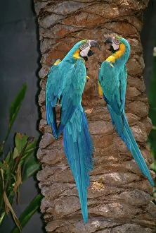 Ararauna: Blue & Yellow Macaws
