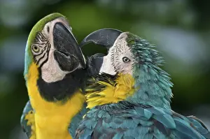 Ararauna: Blue And Yellow Macaws