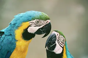 Ararauna: BLUE & YELLOW MACAWS / Blue and Gold macaws - two
