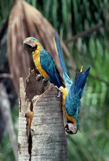 Ararauna: Blue & Yellow MACAWS / Blue and Gold macaws - adult