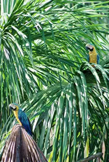 Ararauna: Blue & Yellow Macaws / Blue and Gold macaws - two in tree