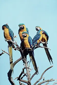 Macaw: Blue & Yellow MACAWS / Blue and Gold macaws - x