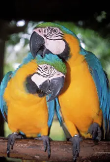 Ararauna: Blue and Yellow MACAWS / Blue and Gold macaws - X2 preening