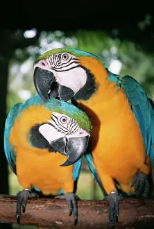 Ararauna: Blue and Yellow MACAWS / Blue and Gold macaws - X2 preening