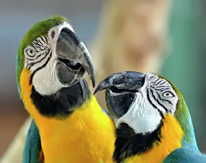 Ararauna: Blue and Yellow Macaws - showing affectionate behaviour