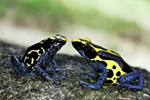 Tinctorius: Blue and Yellow Poison Arrow / Dart Frog