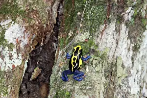 Tinctorius: Blue and Yellow Poison Arrow / Dart Frog